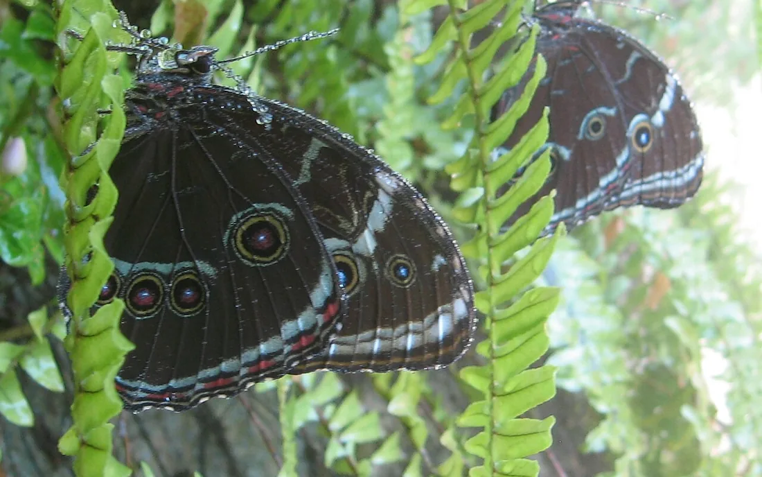 Mariposa azul posada en una hoja, en Butterfly World
