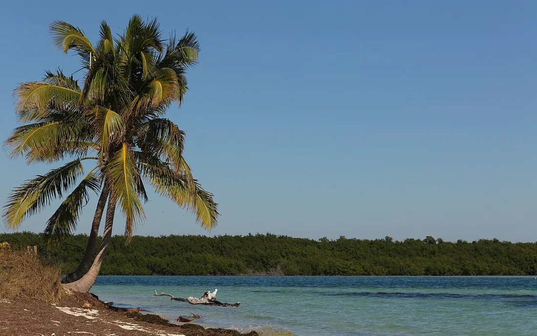 A palm tree leaning over the clear water at Bahia Honda
