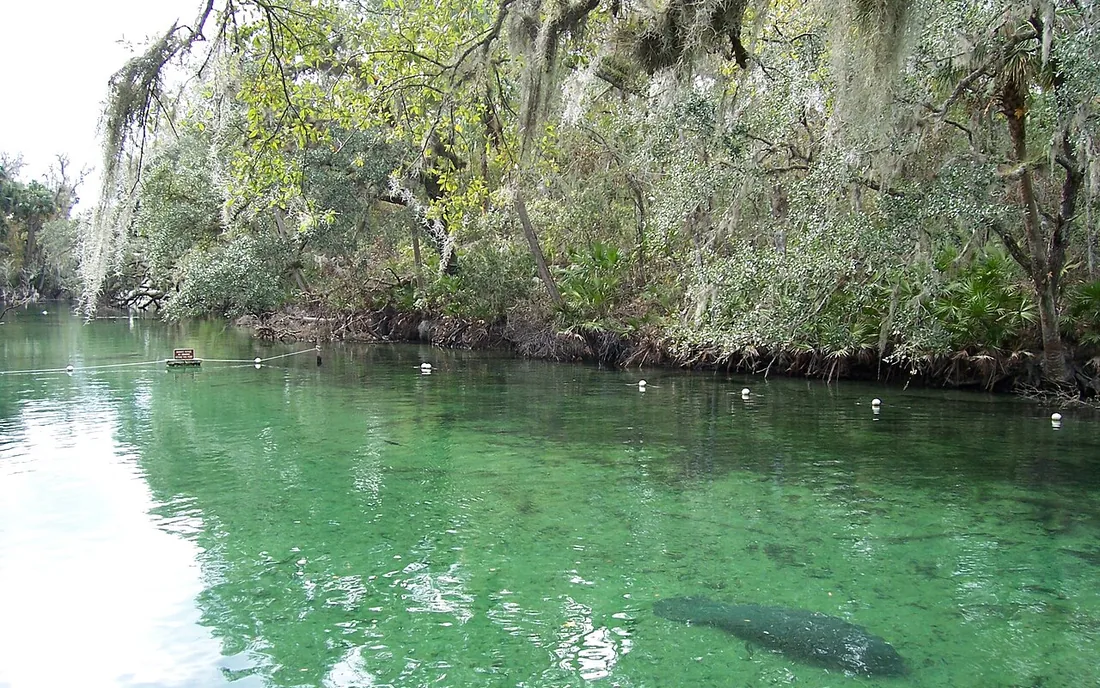 A &aacute;gua esmeralda do Blue Spring, cercada de mata